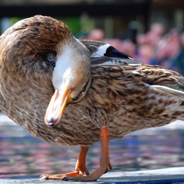 Haveanlaeg-GS_02_630x410